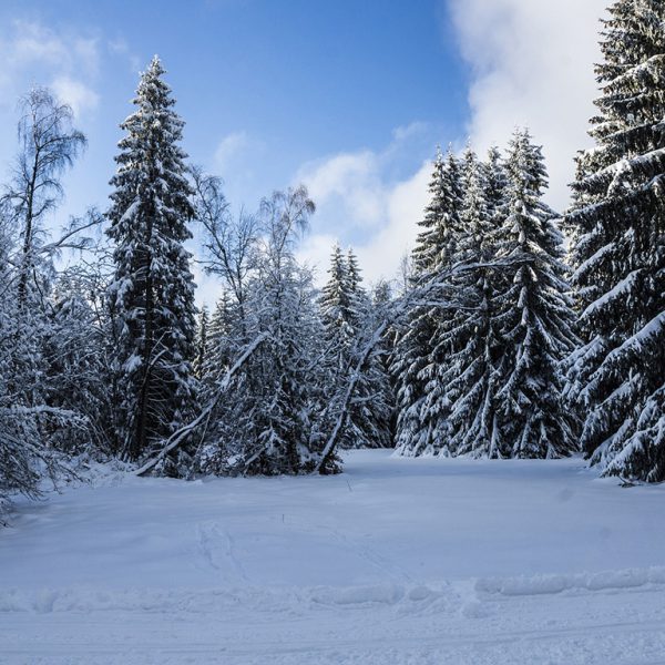 Thüringer Wald