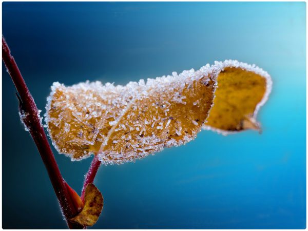 Frost Mitte und Ende November 2018