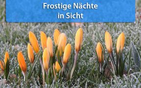 Frost Mitte April 2019