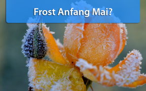 Frost Anfang Mai 2019