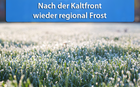 Frost Mitte Mai 2019