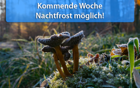 Nachtfrost Mitte September 2019