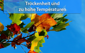 Trockenheit und hohe Temperaturen Herbst 2019