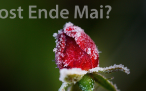 Frost Ende Mai 2021