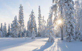 Schnee und Frost Anfang Januar 2022