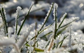 Frost und Graupel Ende März 2022