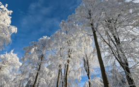 Schnee und Frost Mitte Januar 2023