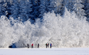 Frost Ende Februar und Anfang März 2023