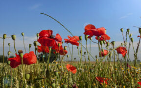 Frühsommerliche Temperaturen Anfang April 2024