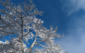 Strenger Frost Ende Januar 2026 möglich