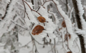 Januar 2026 endet kalt