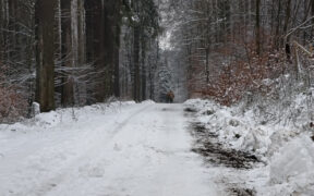 Schnee Anfang Februar 2026