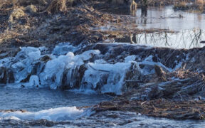Milder und wechselhaft ab 10. Februar 2026