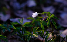 Erstes Frühlingstauwetter 2026