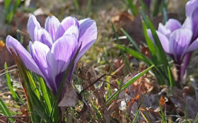 Symbolbild bis 20 Grad Anfang März 2026