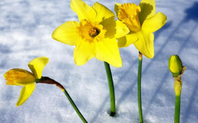 Möglicher Märzwinter 2026