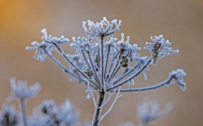 Symbolfoto Frost Ende März 2026