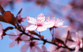 Milde Phase April 2026