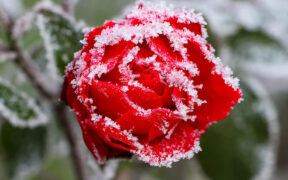 Symbolbild Frost April 2026